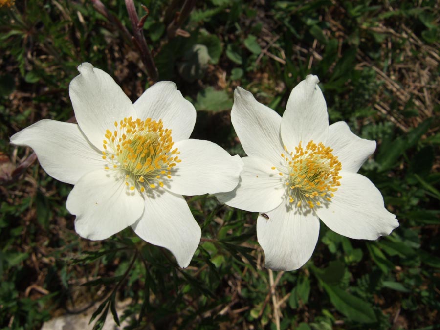 immagini/galleria natura/pulsatilla alpina 048 - Rifugio Costapiana - Valle di Cadore